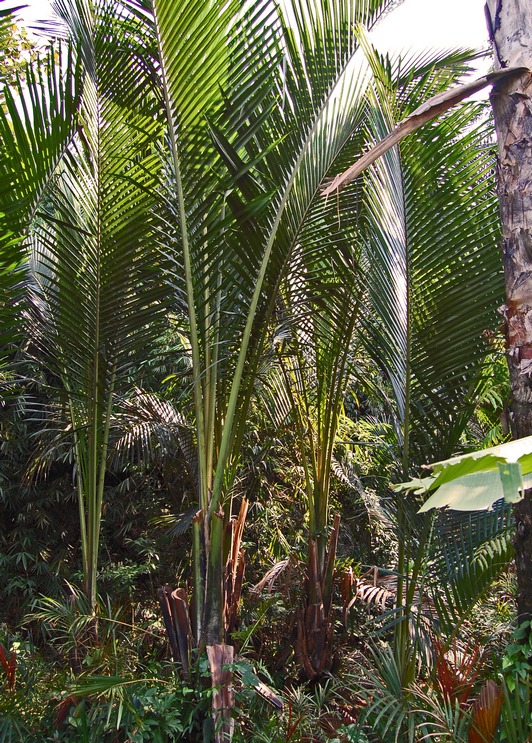 Metroxylon sagu, the leaves are cut for thatching. Bogor, West Java, Indonesia